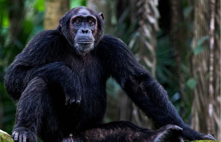 5-Day Uganda Gorillas, Chimpanzees and Wildlife Safari