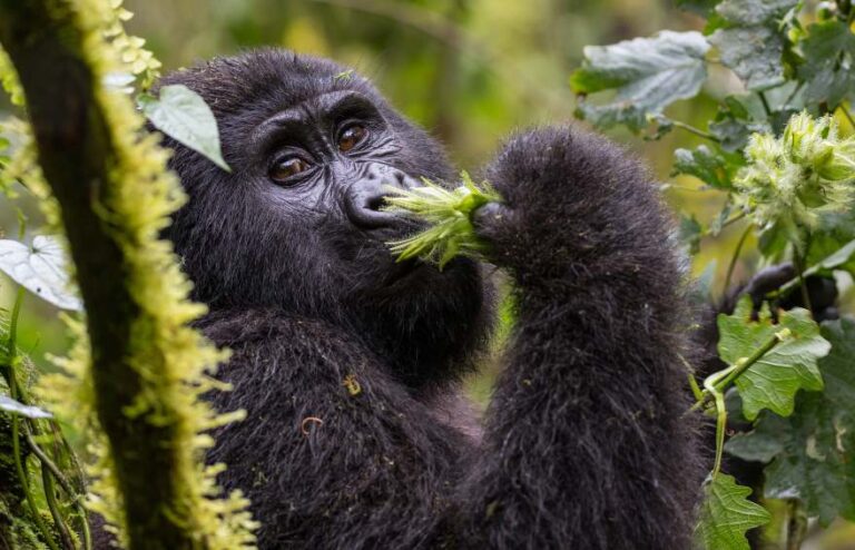 A mountain gorilla looking out from the leaves in the forest