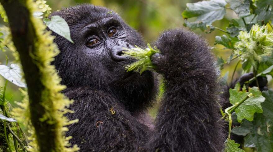 A mountain gorilla looking out from the leaves in the forest
