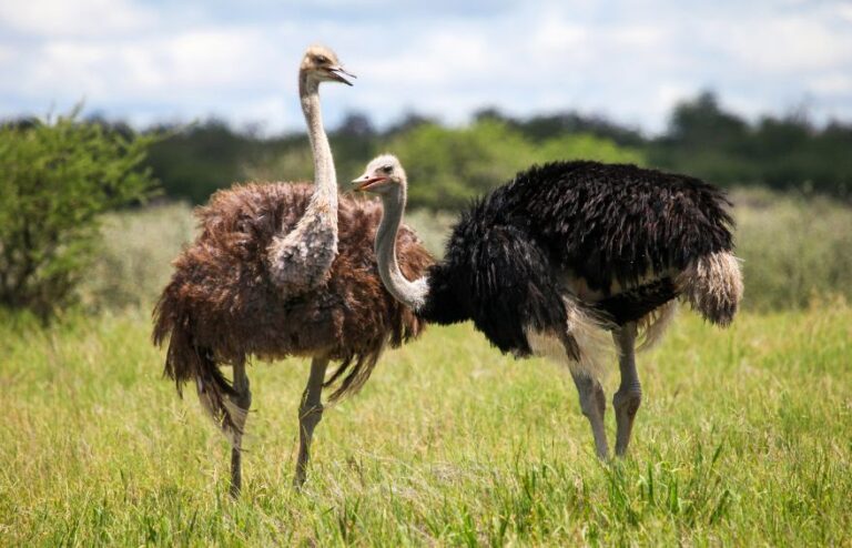 16-Day Wildlife & Birding Tour of Uganda
