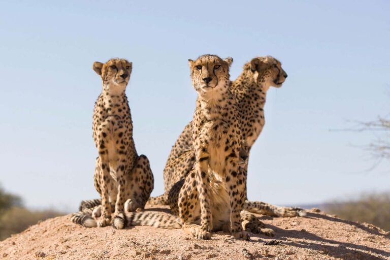 7-Day Highlights of Tanzania Safari