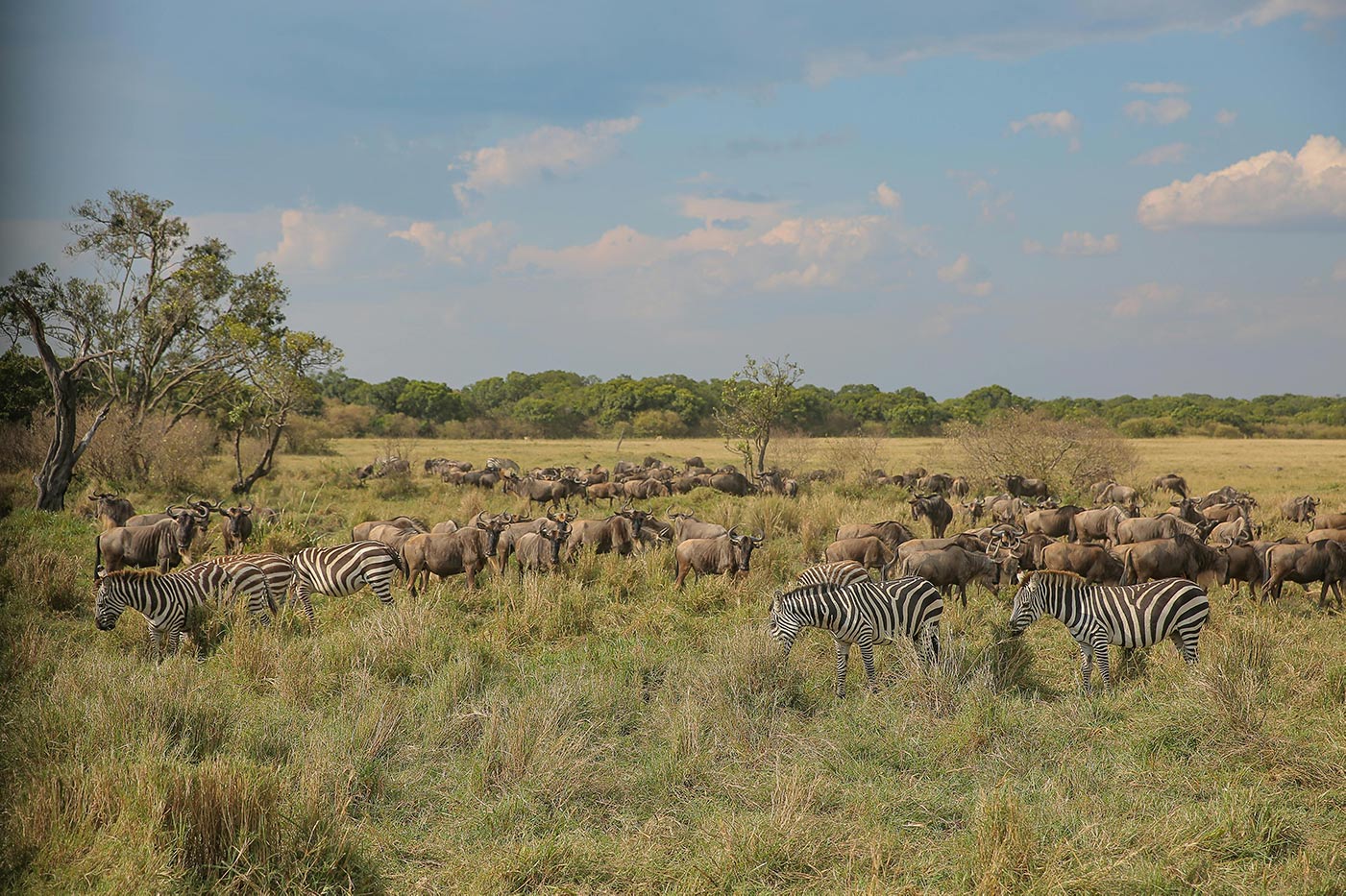 Wildebeest herds on the Serengeti plains