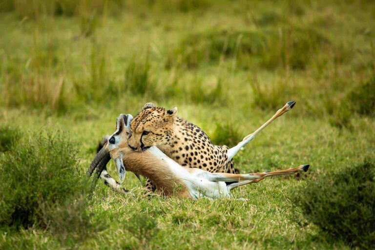 3-Day Masai Mara Sopa Shared Group