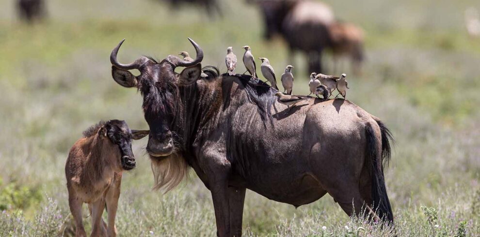 Wildebeest with calf on the Serengeti plains, Tanzania