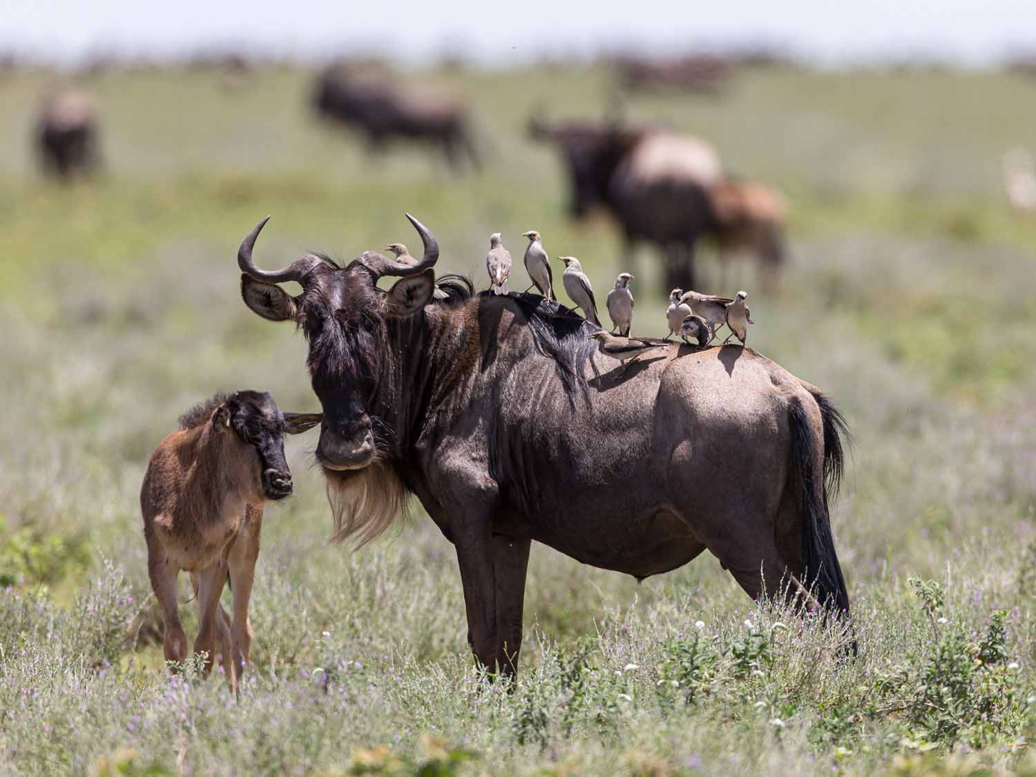 Wildebeest with calf on the Serengeti plains, Tanzania