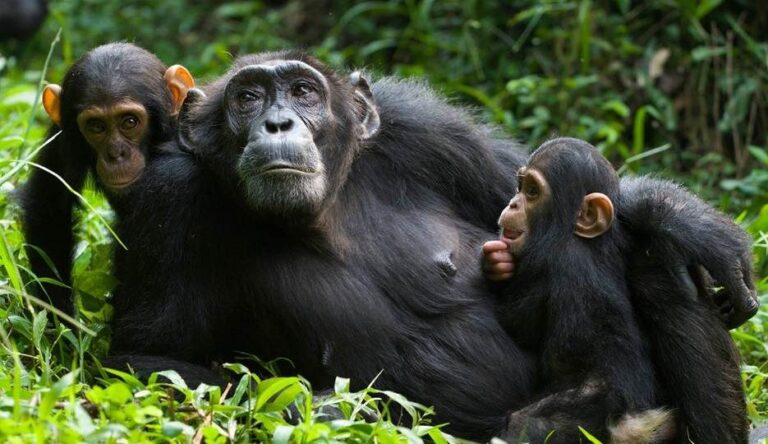 Chimpanzees resting in Kibale forest