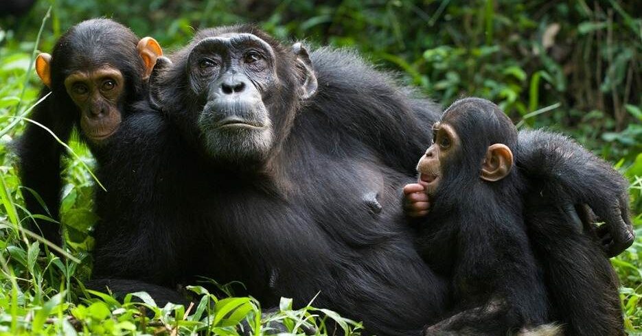 Chimpanzees resting in Kibale forest