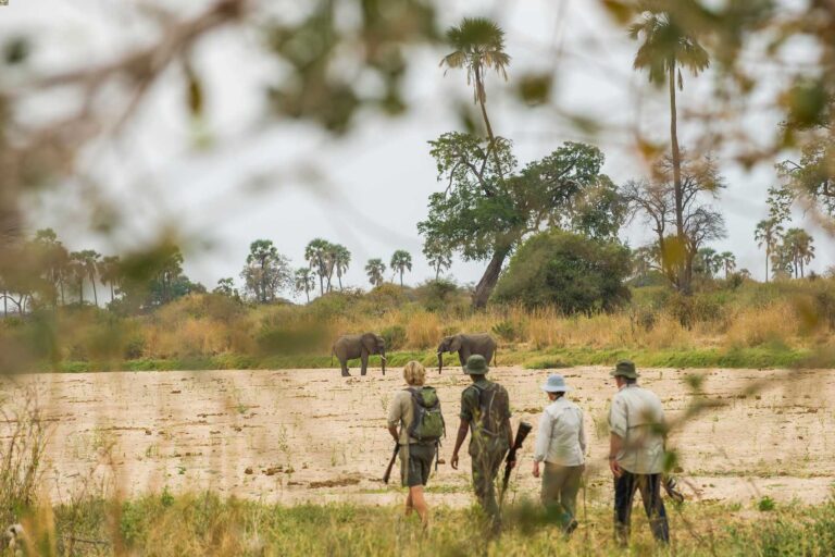 11-Day Tanzania Safari: Ruaha & Nyerere Wildlife Adventure