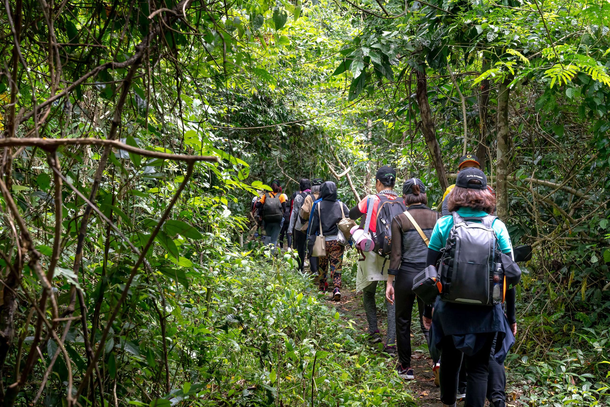 Trekkers hiking single-file along a narrow forest trail beneath dense rainforest canopy