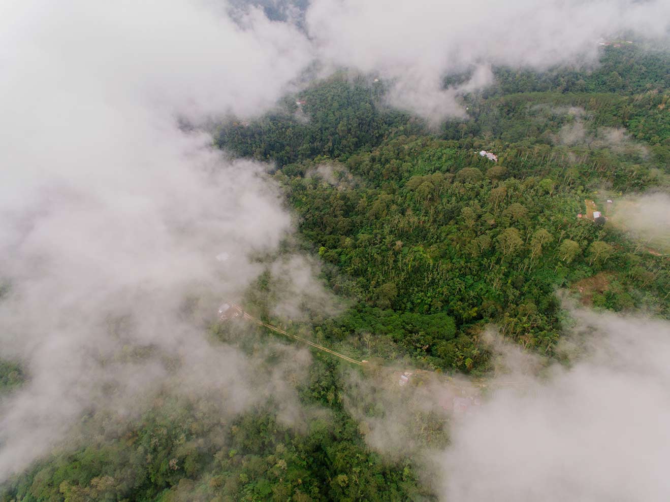 Aerial view of mist rolling over the dense, steep forest ridges of Bwindi Impenetrable Forest
