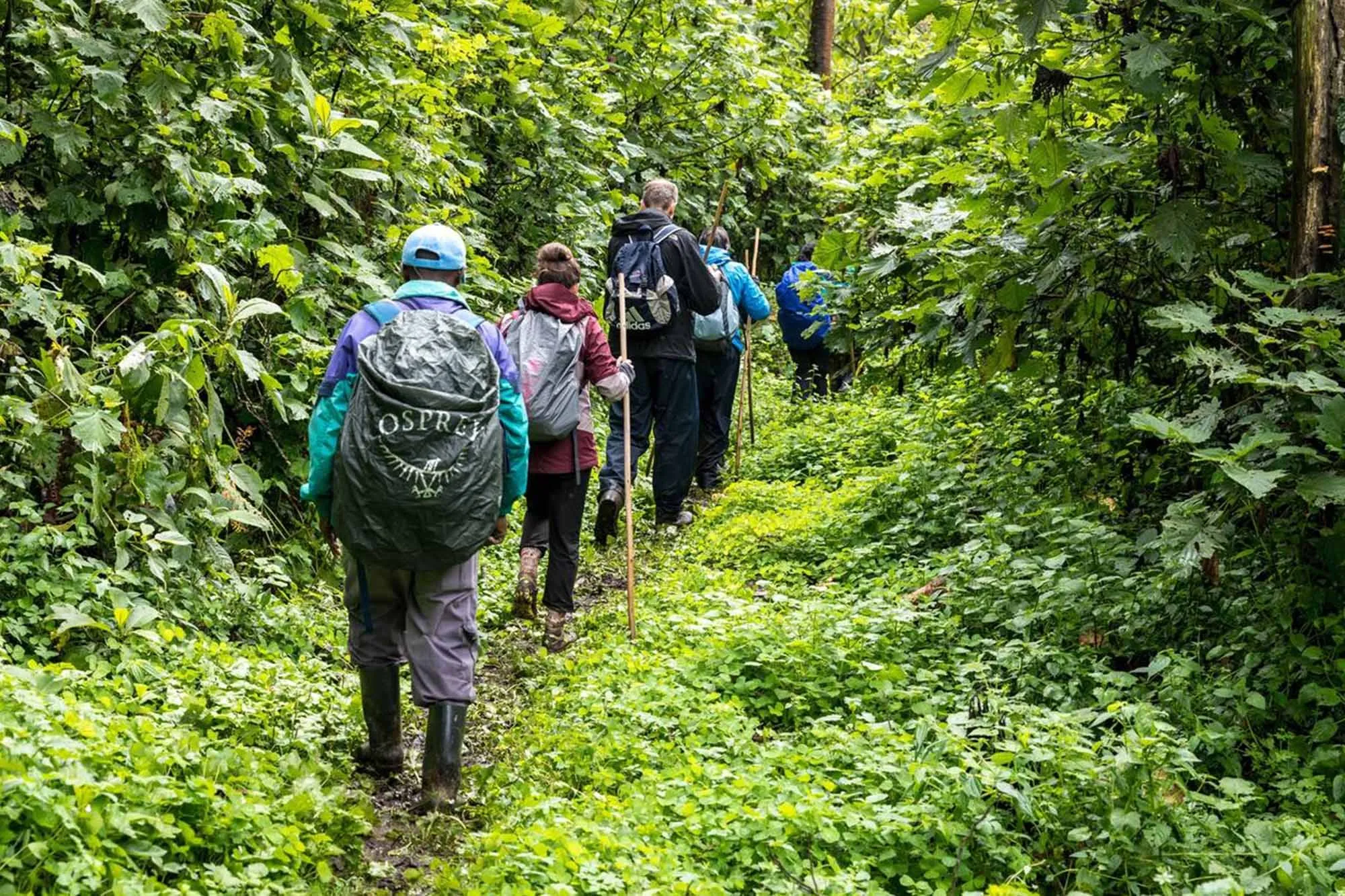 Trekkers hiking a forest trail through the hills